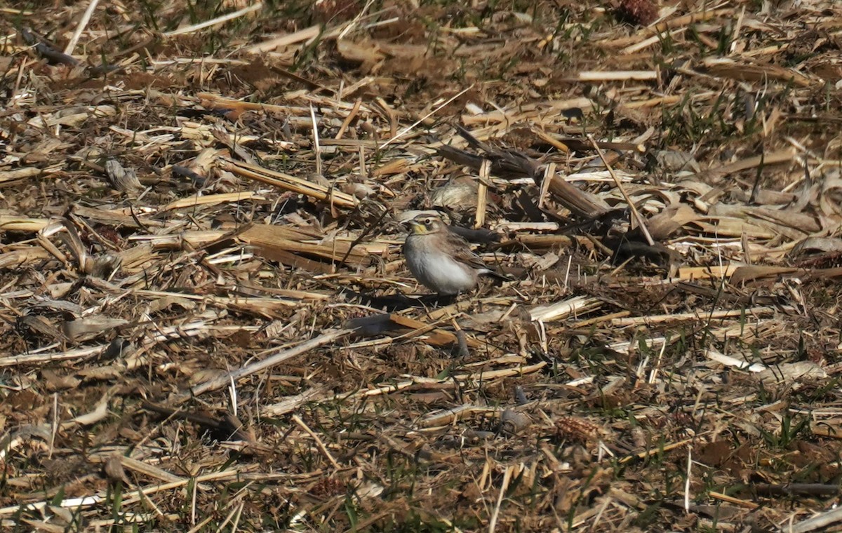 Horned Lark - ML646654907