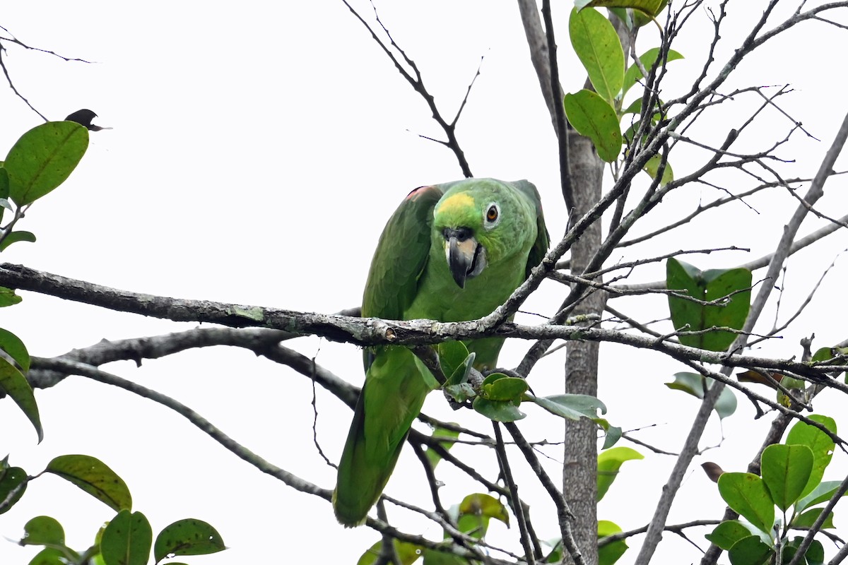 Амазон тринідадський - ML646654908