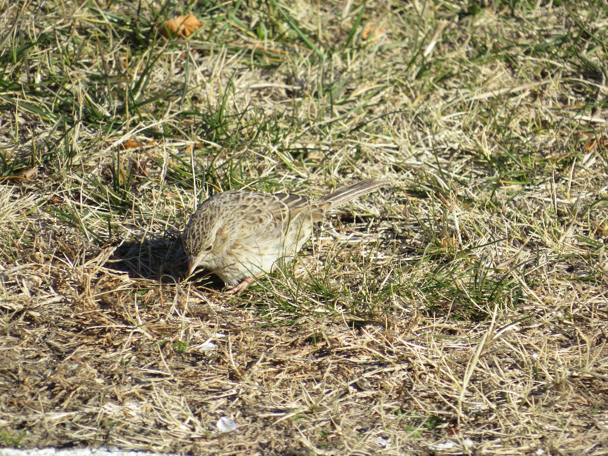 Cassin's Sparrow - ML646654909