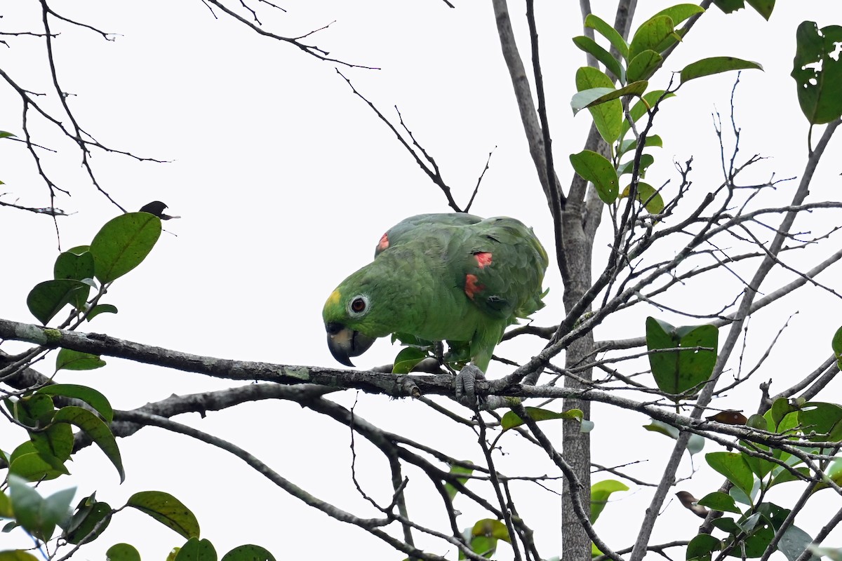 Амазон тринідадський - ML646654910