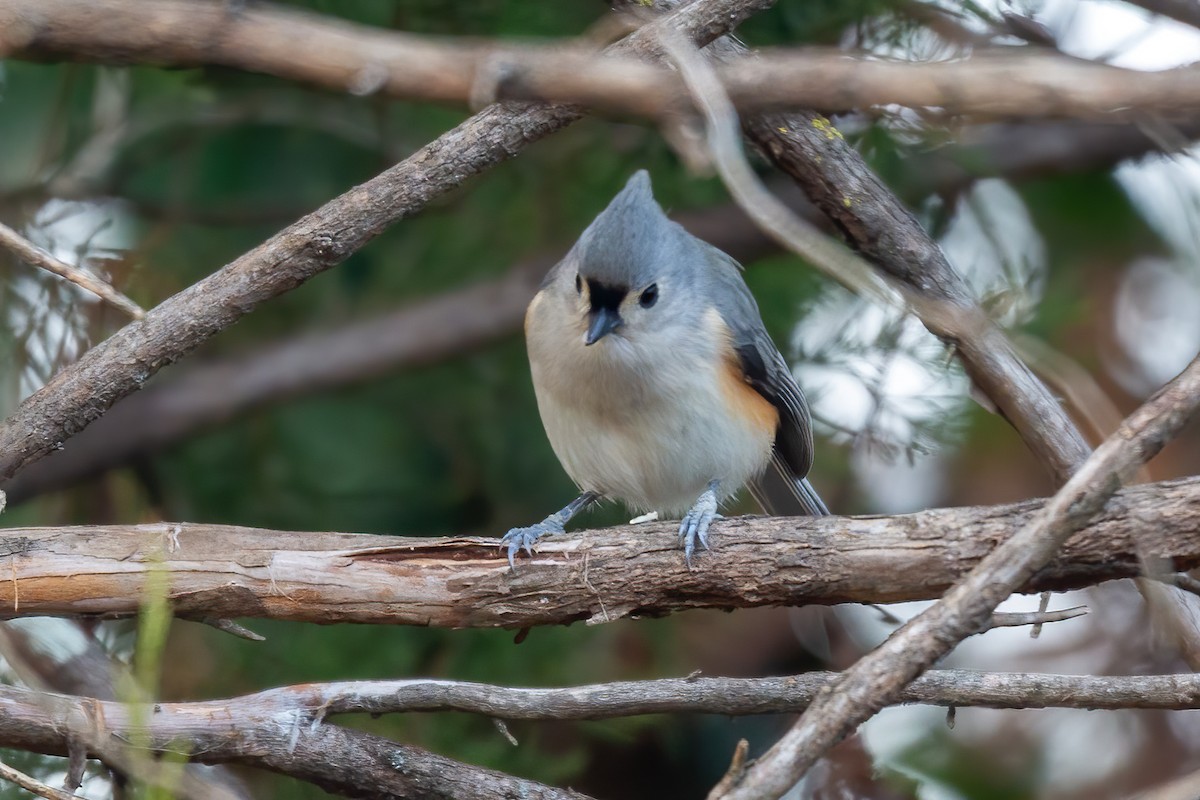Tufted Titmouse - ML646654911