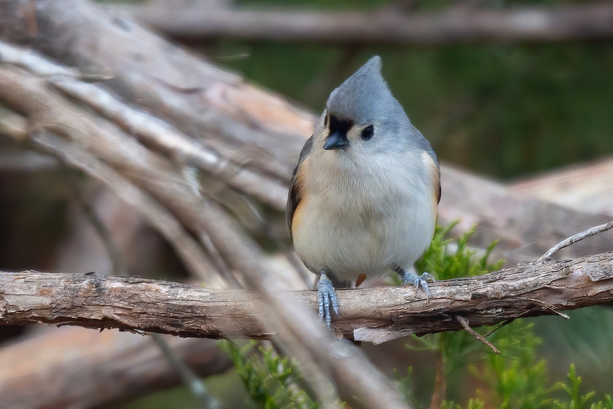 Tufted Titmouse - ML646654912