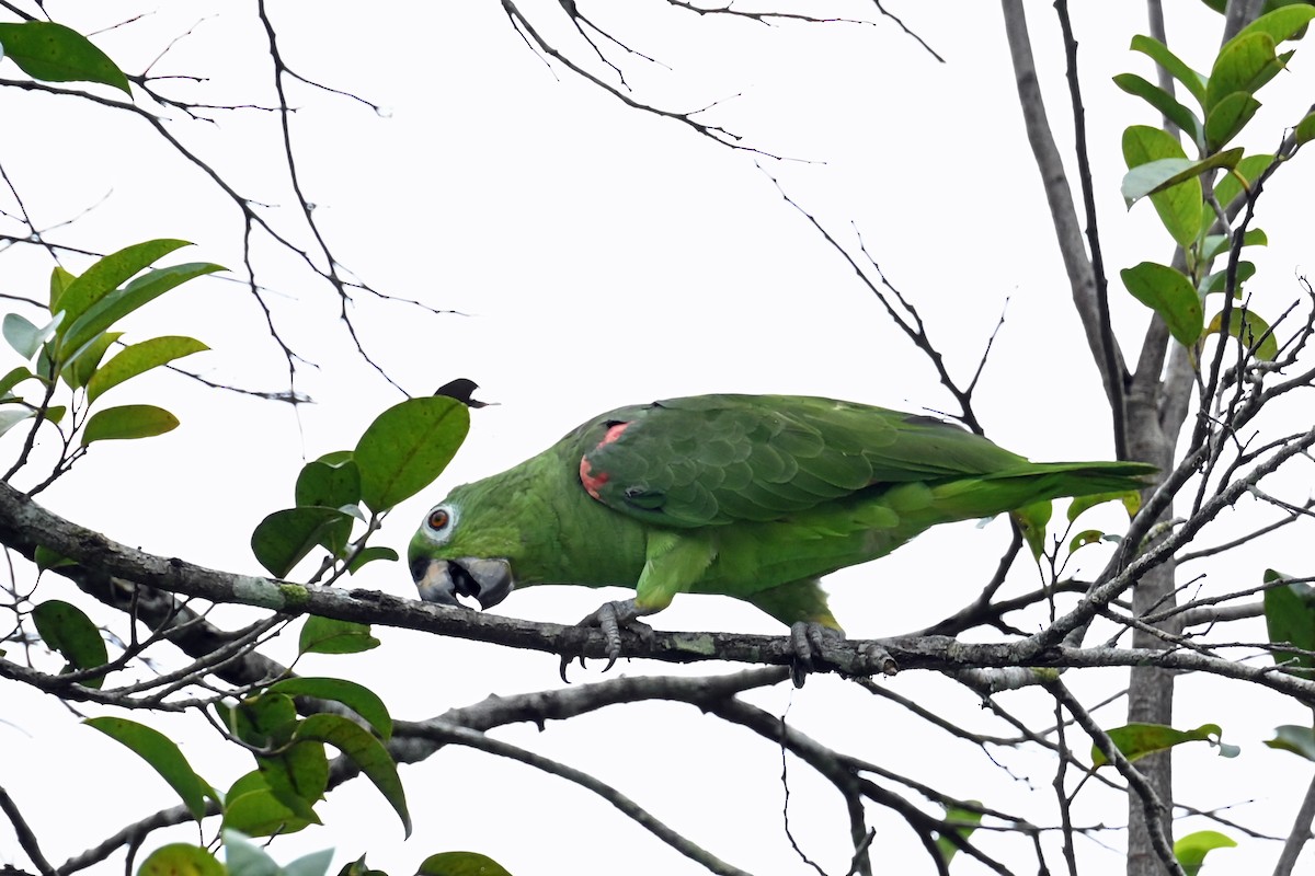 Амазон тринідадський - ML646654913