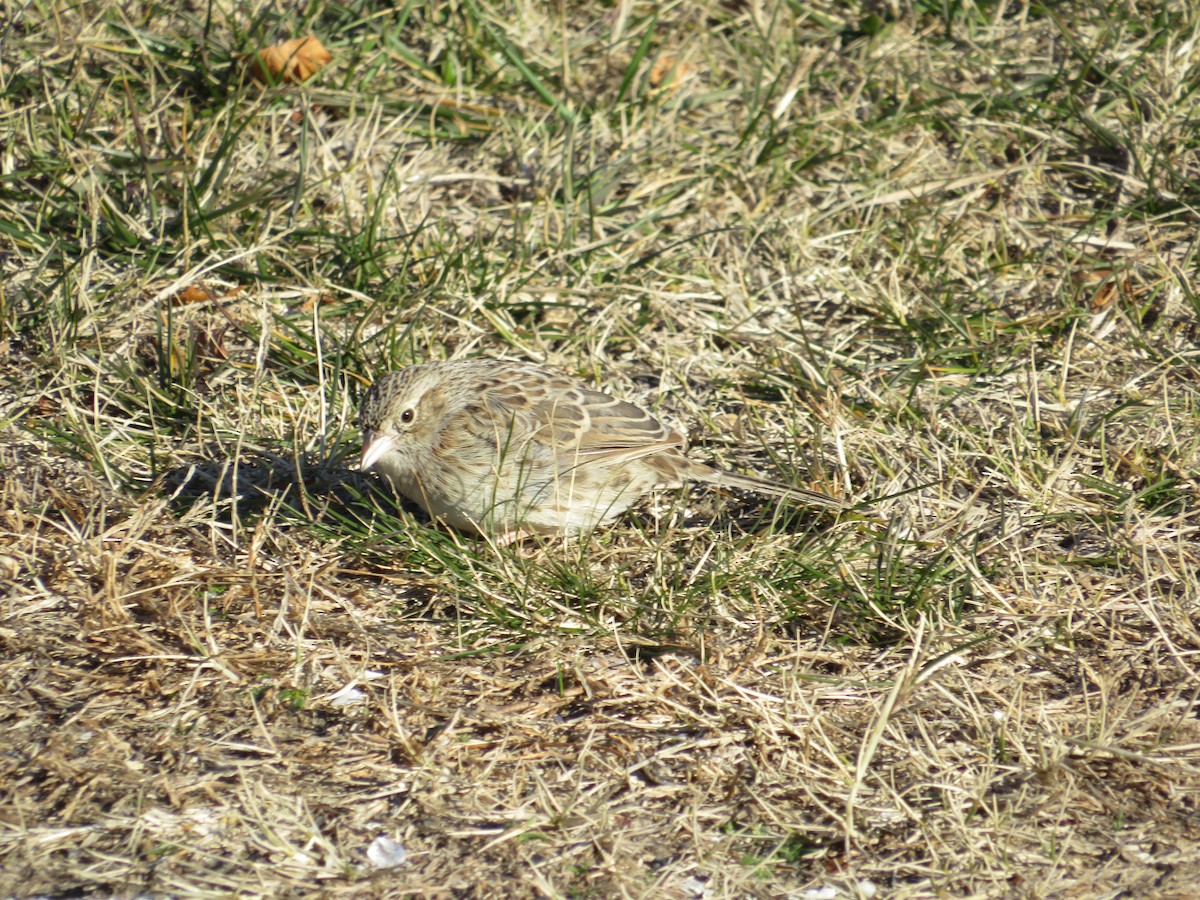 Cassin's Sparrow - ML646654914