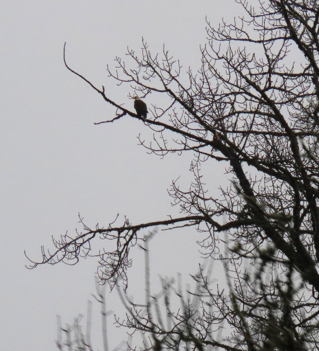 Pigargo Americano - ML646654918