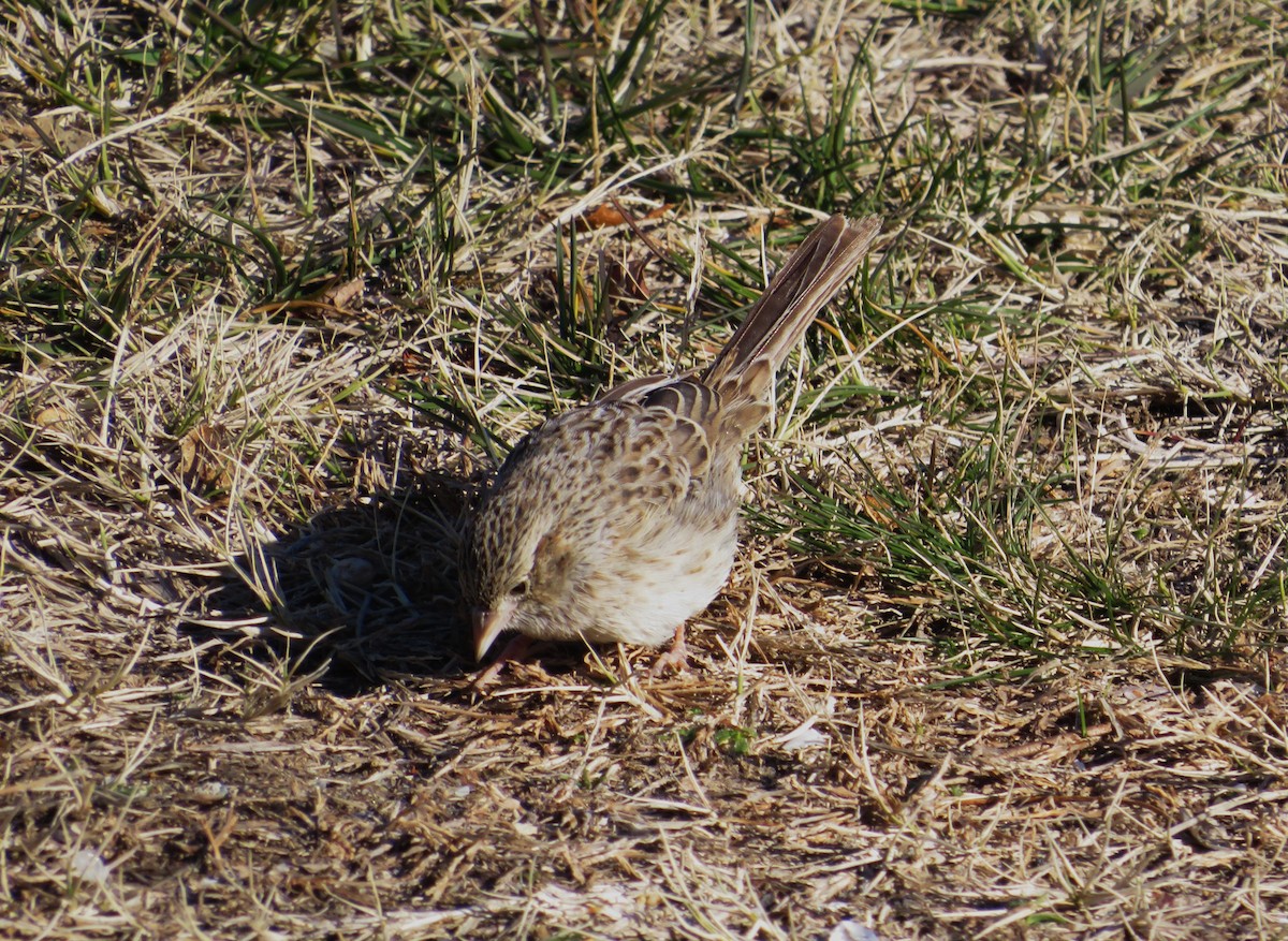 Cassin's Sparrow - ML646654919