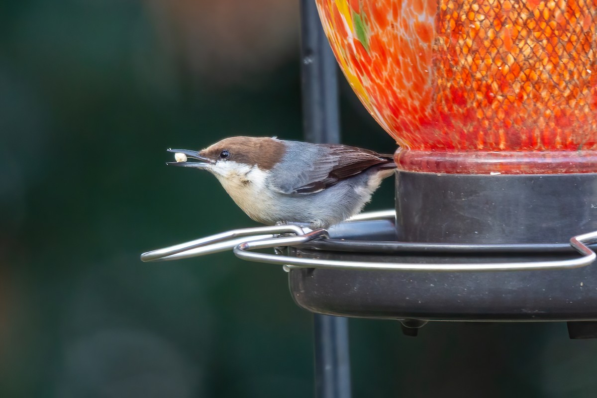 Буроголовый поползень - ML646654921