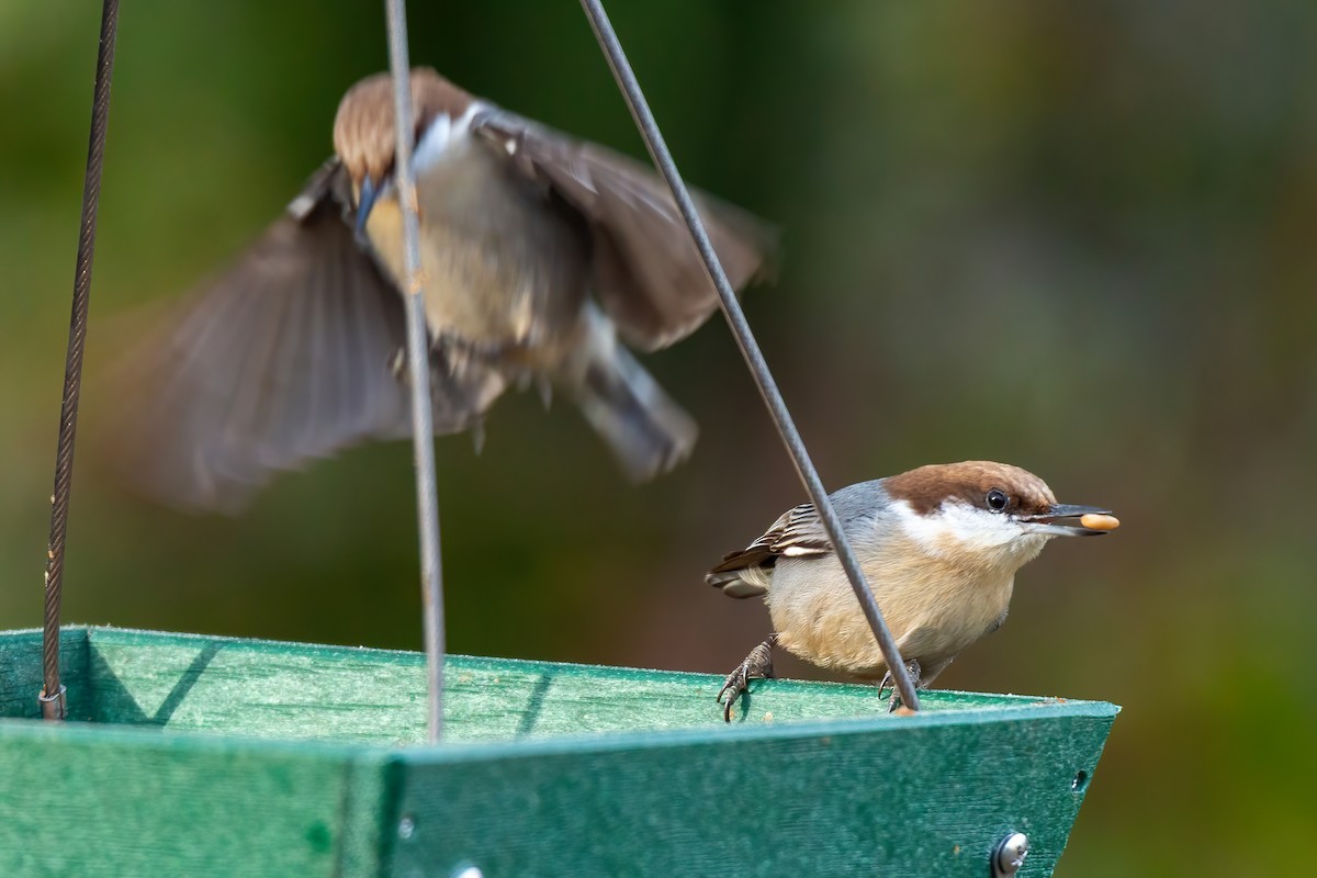 Буроголовый поползень - ML646654923