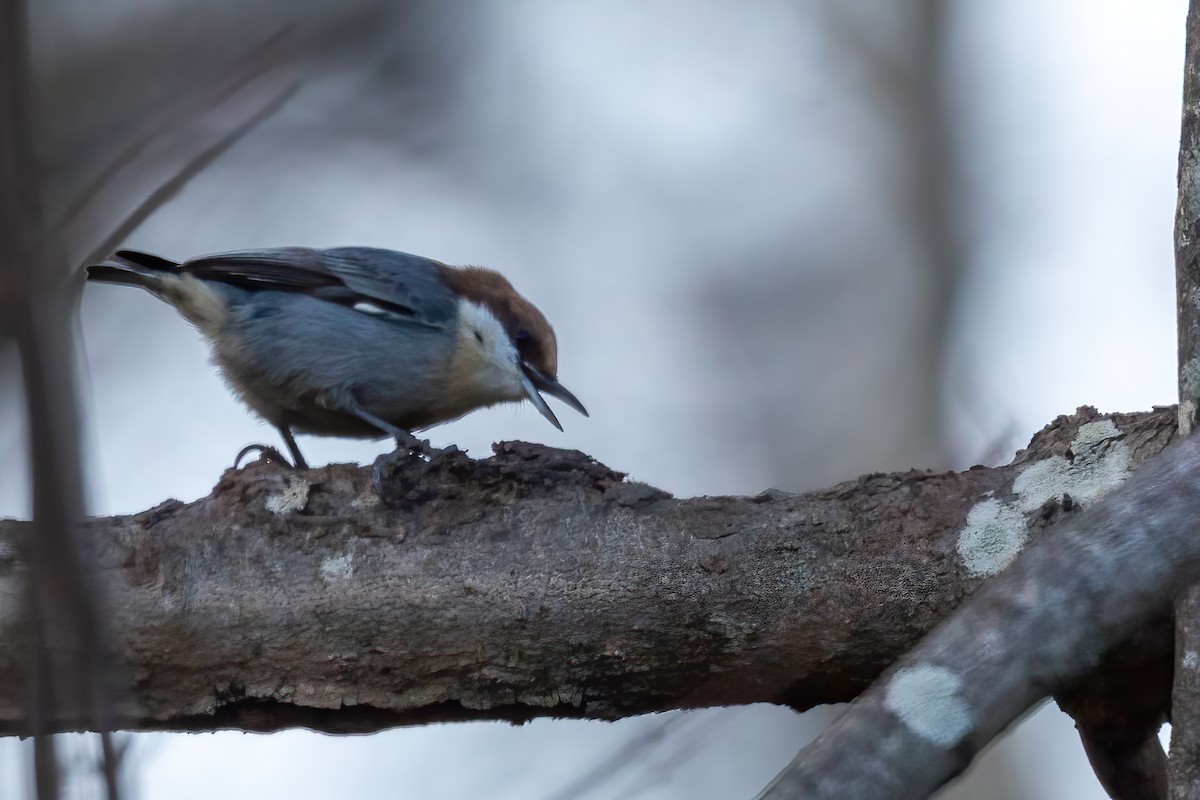 Буроголовый поползень - ML646654924