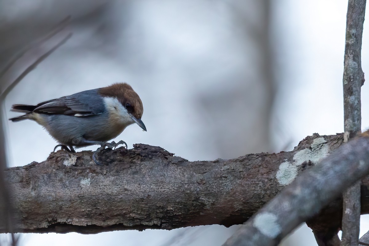 Буроголовый поползень - ML646654925