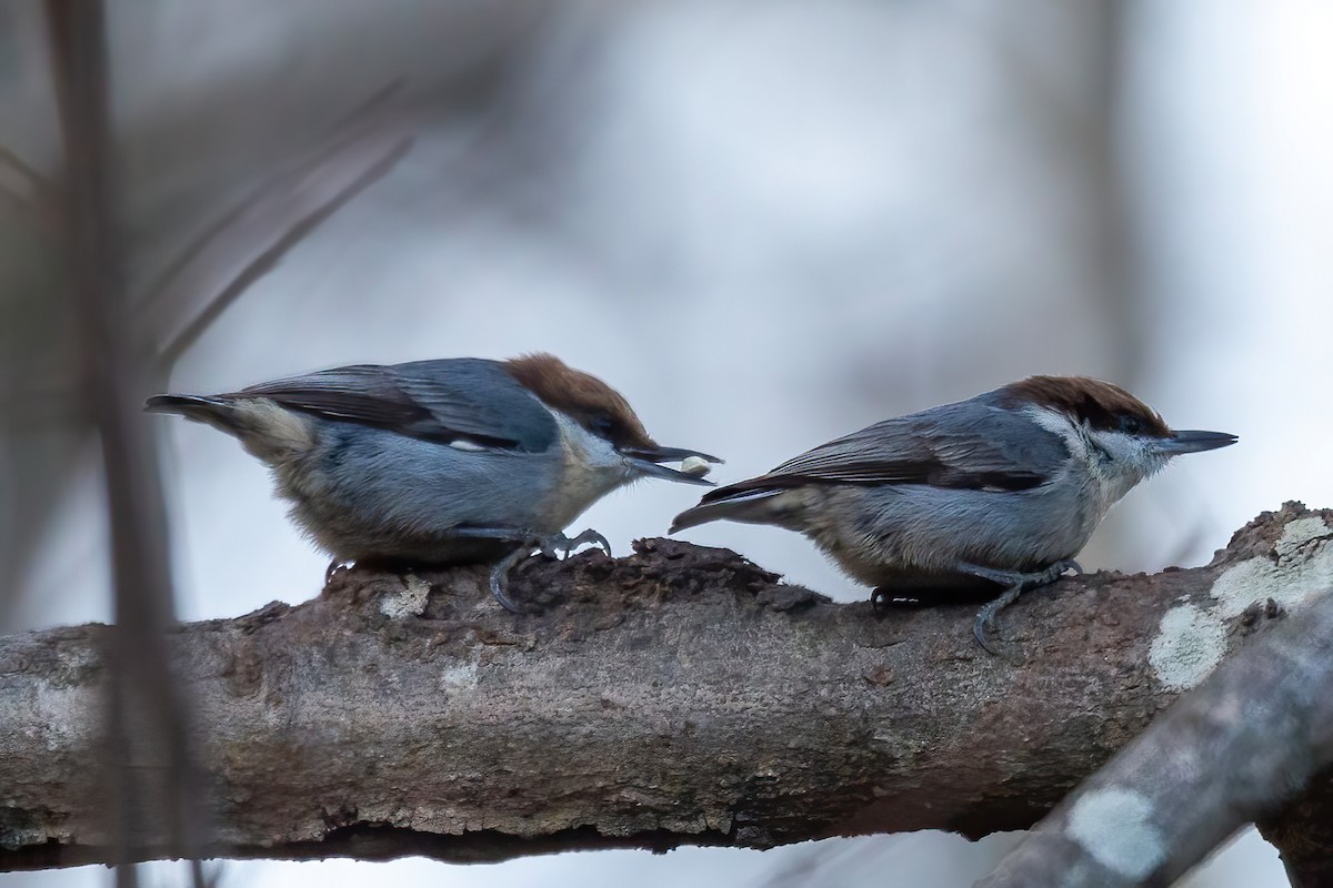 Буроголовый поползень - ML646654926