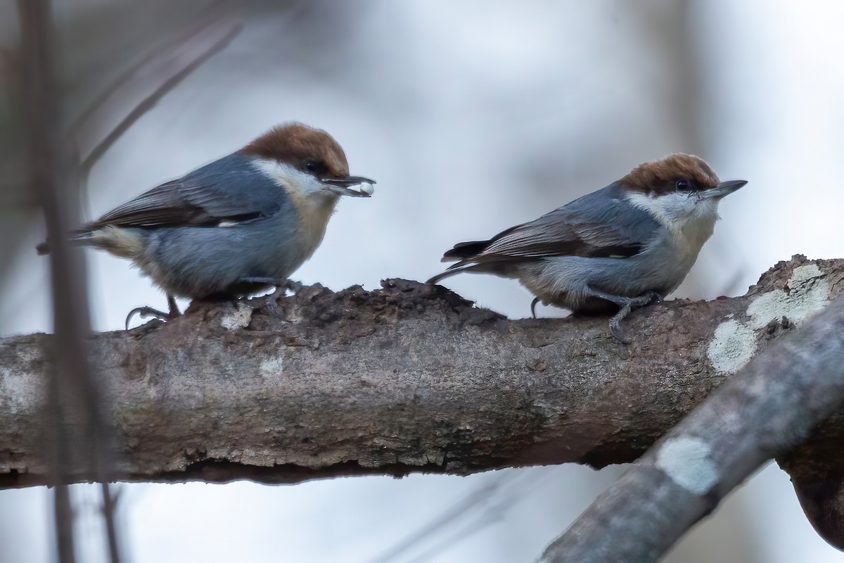 Буроголовый поползень - ML646654927