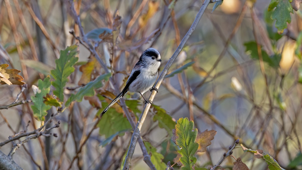 Long-tailed Tit - ML646654929