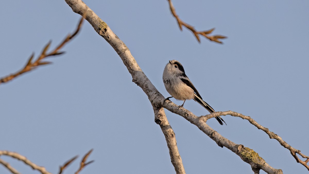 Long-tailed Tit - ML646654930