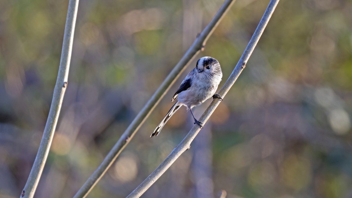 Long-tailed Tit - ML646654931