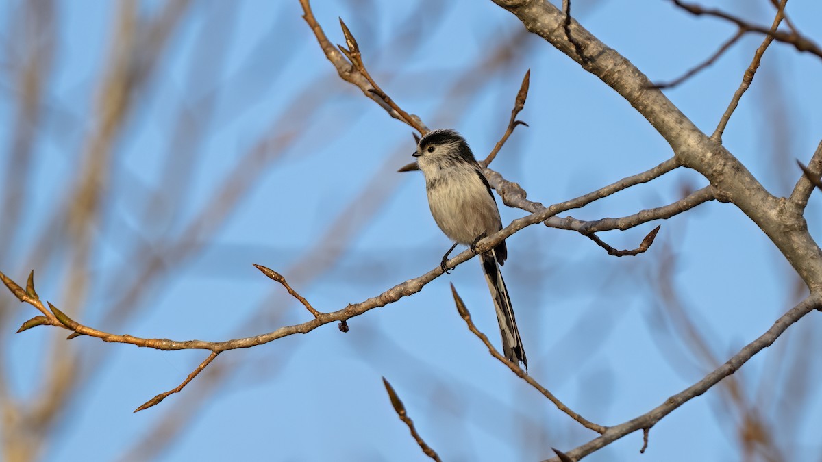 Long-tailed Tit - ML646654932
