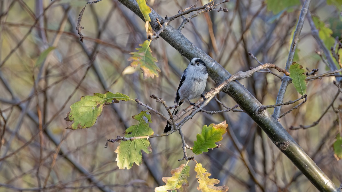 Long-tailed Tit - ML646654933