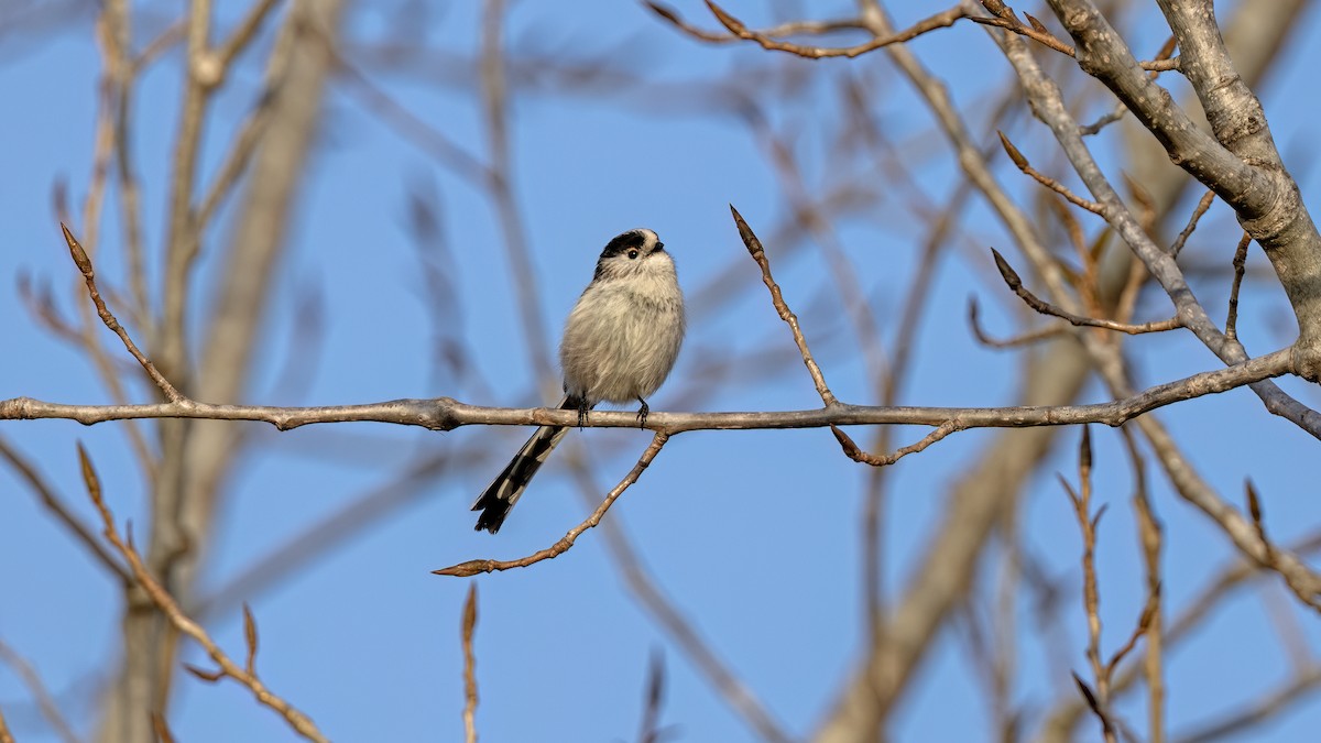 Long-tailed Tit - ML646654934