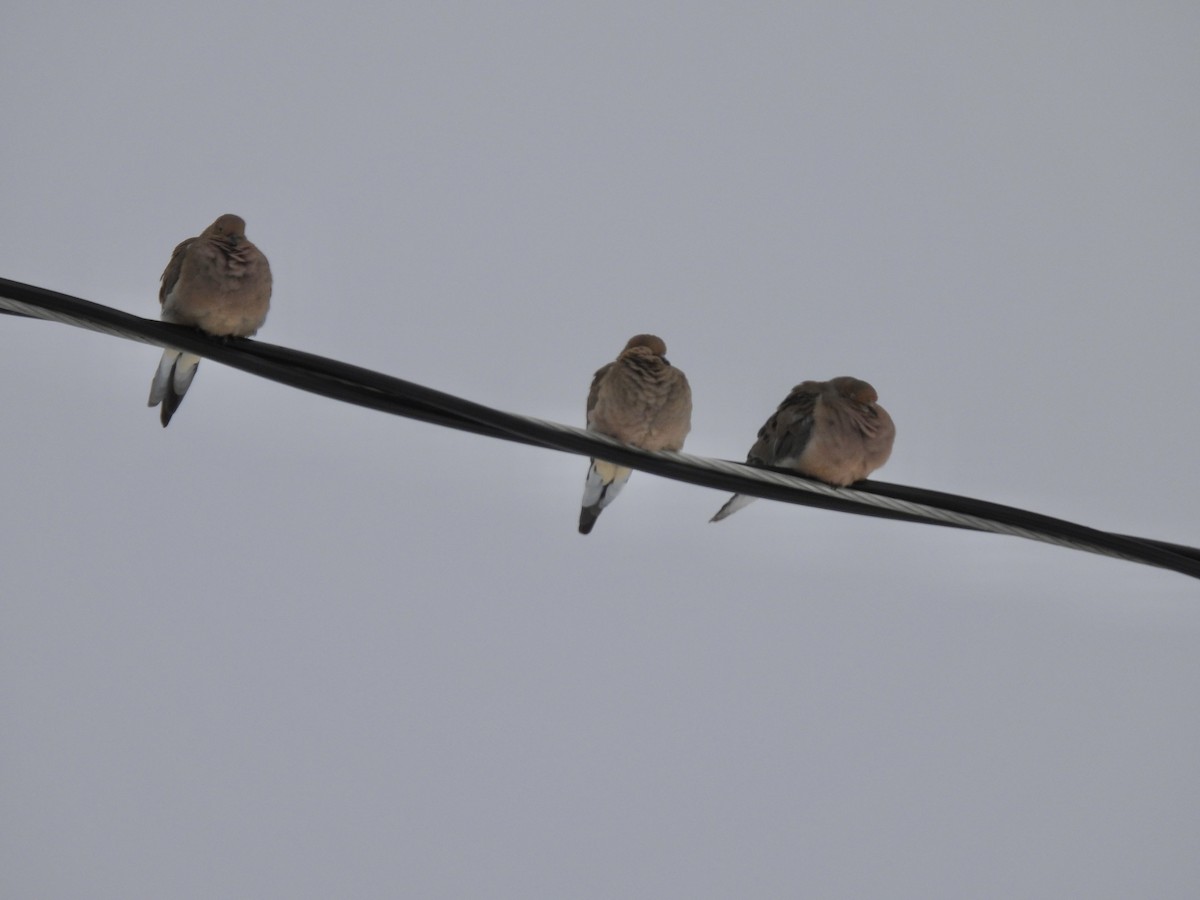 Tourterelle triste - ML646654935