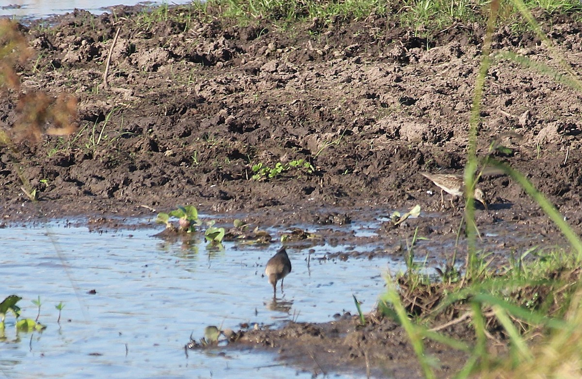 חופית כהת-חזה - ML646654939