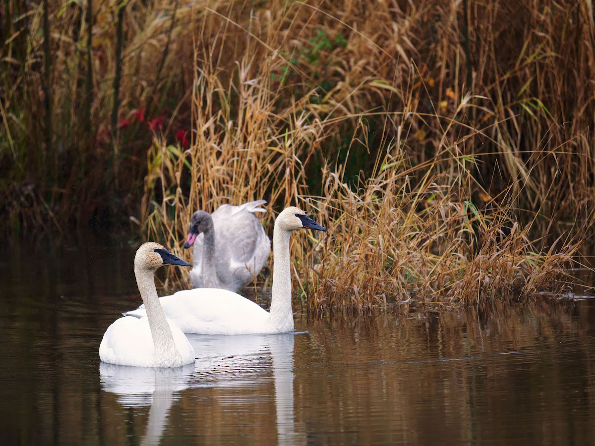 Trumpeter Swan - ML646654941