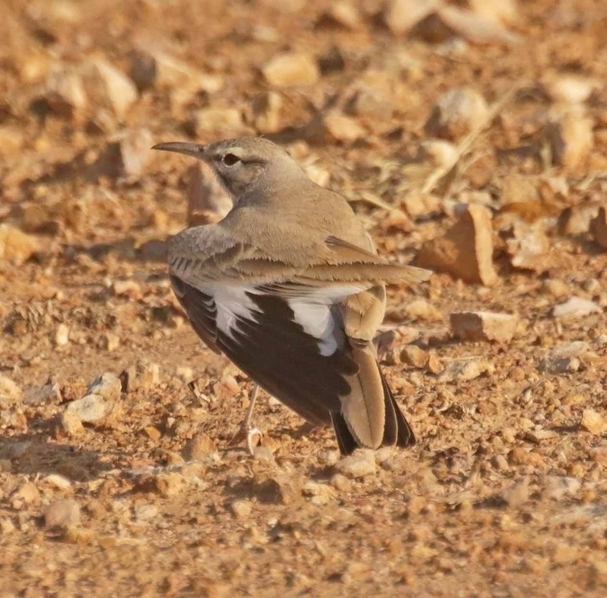 ハシナガヒバリ - ML646654944