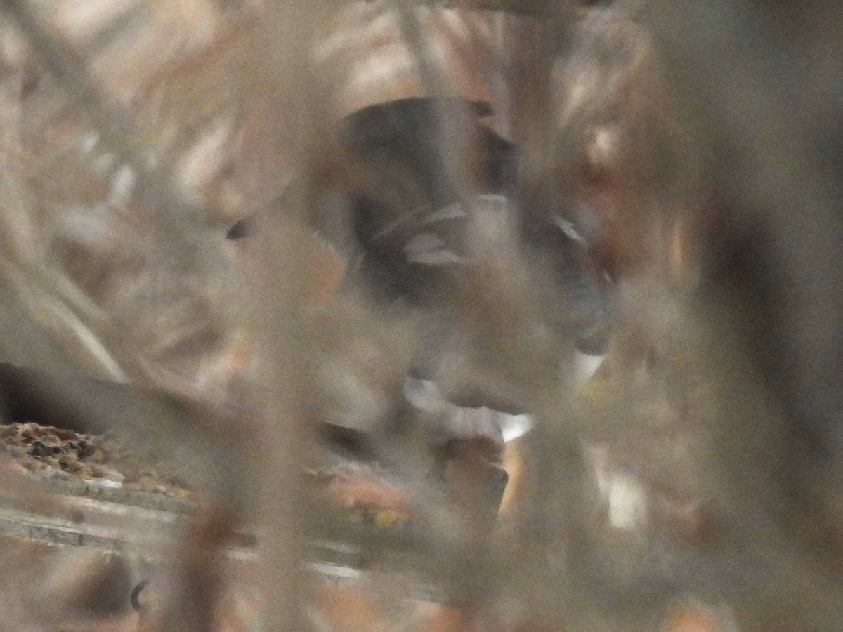 Geai bleu - ML646654946