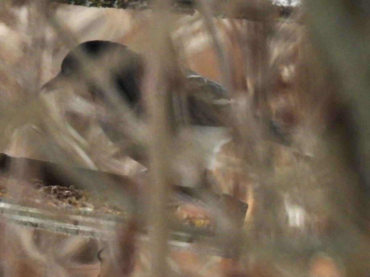 Geai bleu - ML646654947