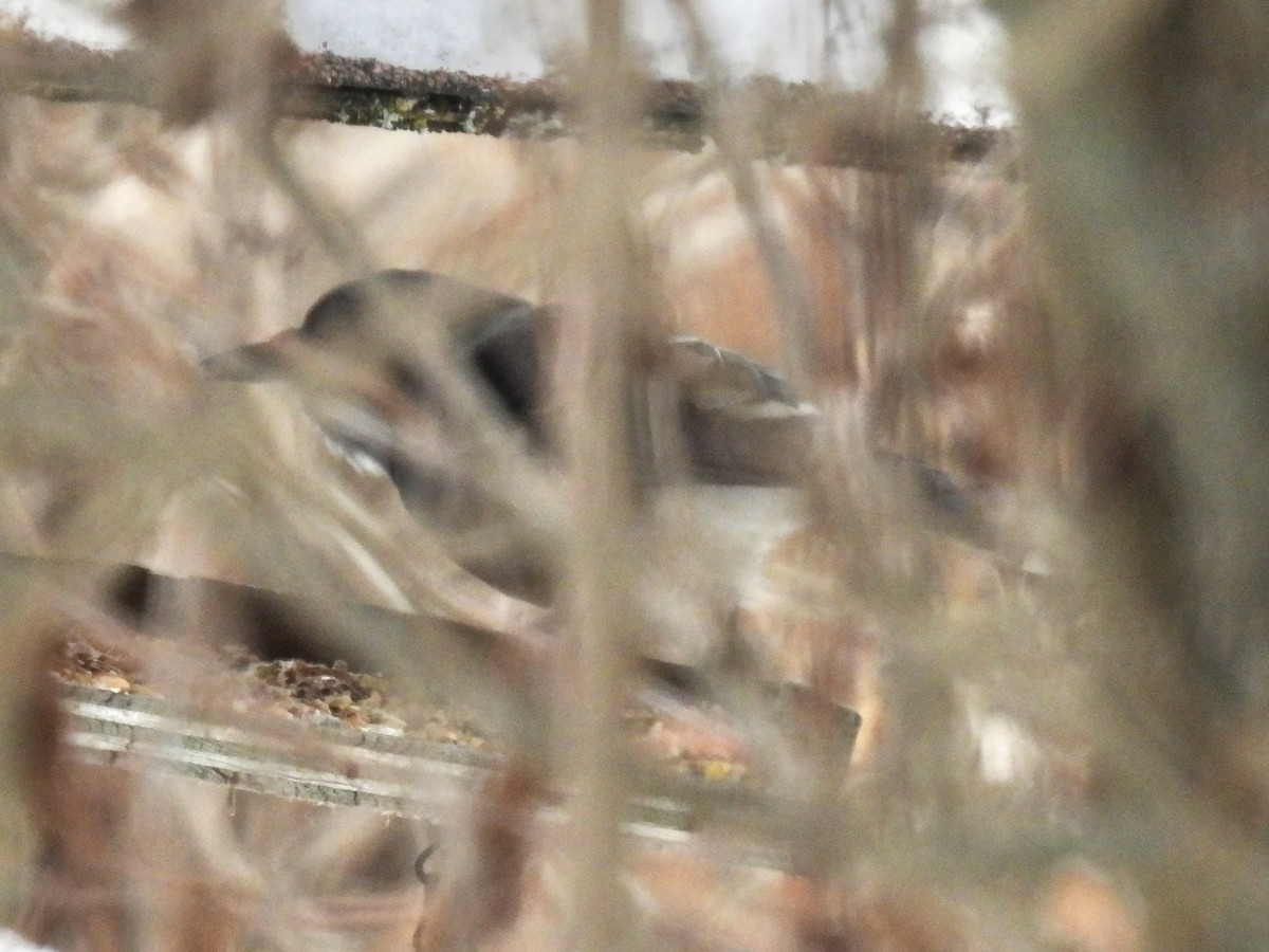 Geai bleu - ML646654948