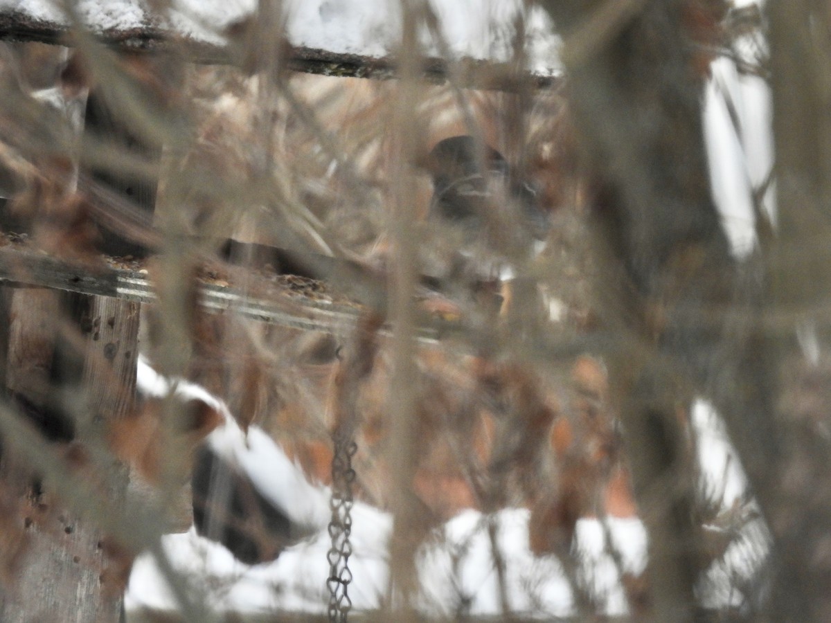 Geai bleu - ML646654949