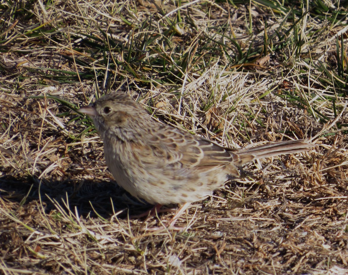 Cassin's Sparrow - ML646654950