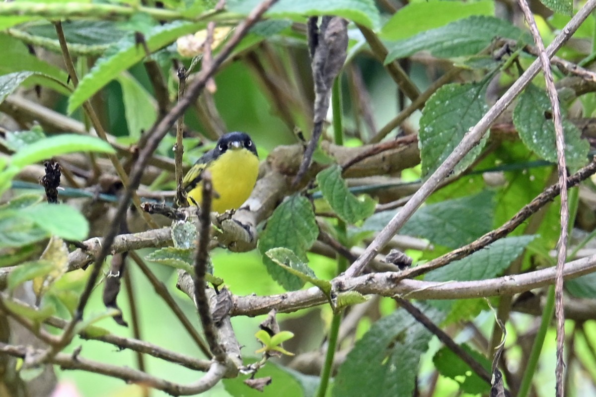 Todirostre familier - ML646654960