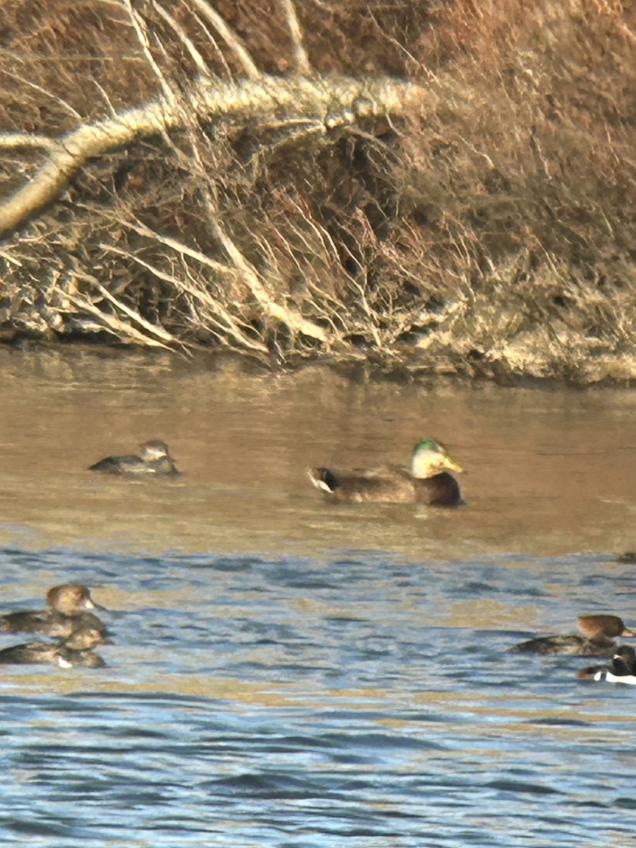 Mallard x American Black Duck (hybrid) - ML646654961
