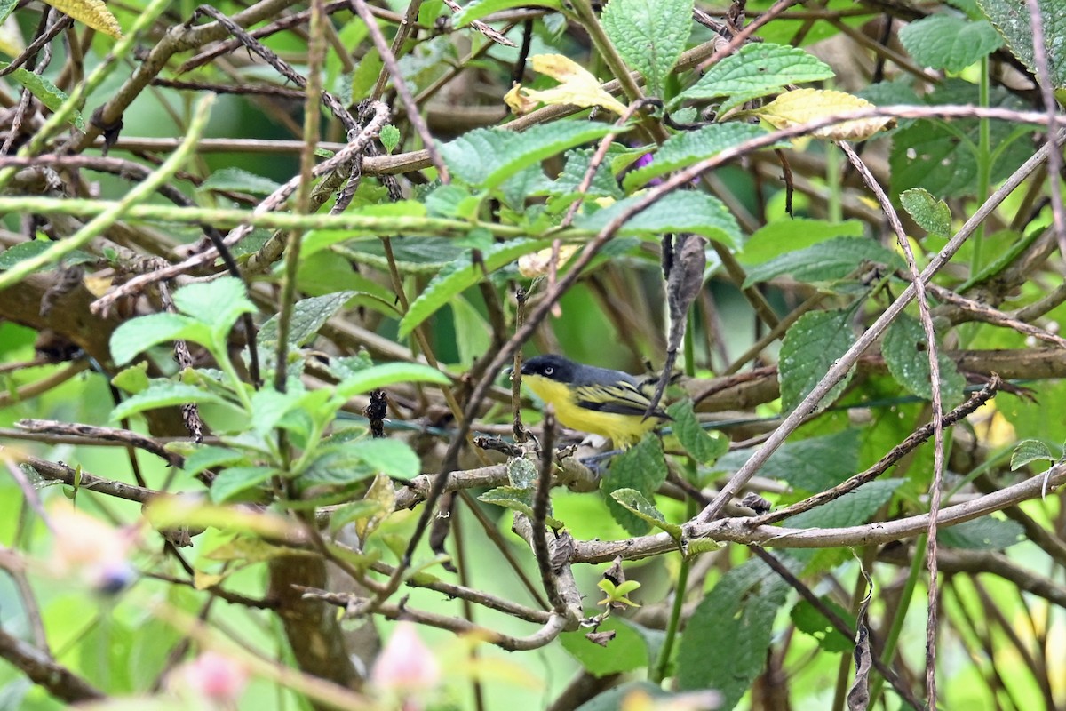 Todirostre familier - ML646654962