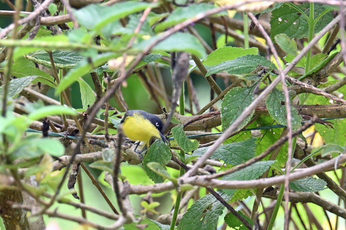 Todirostre familier - ML646654963