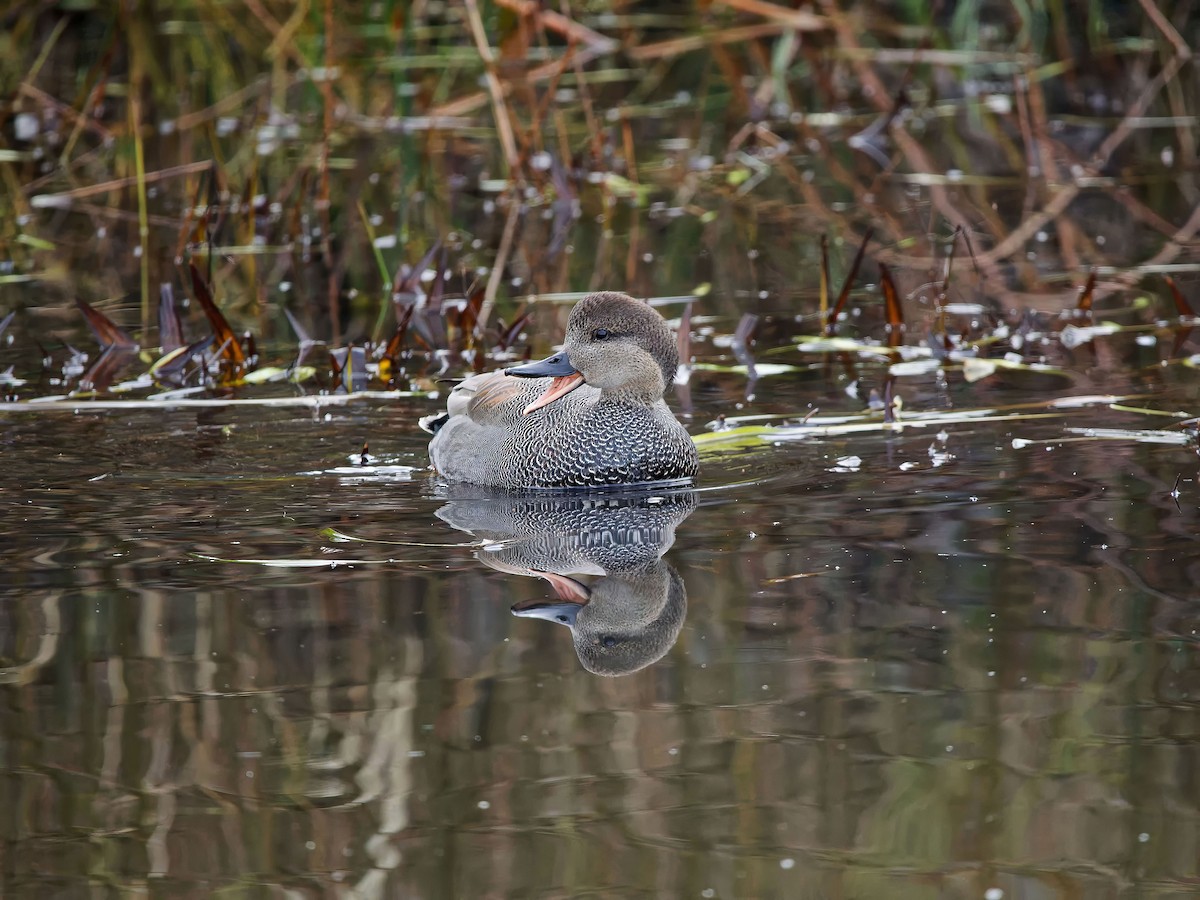 Gadwall - ML646654964