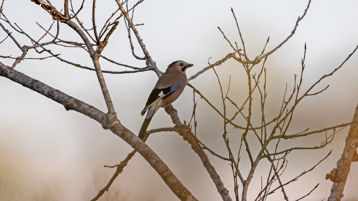 Eurasian Jay - ML646654965