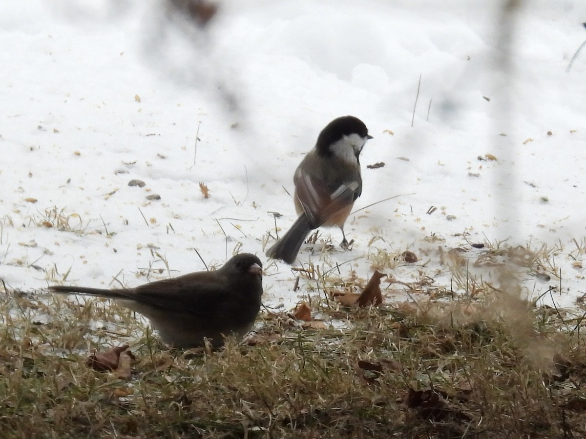 Mésange à tête noire - ML646654966