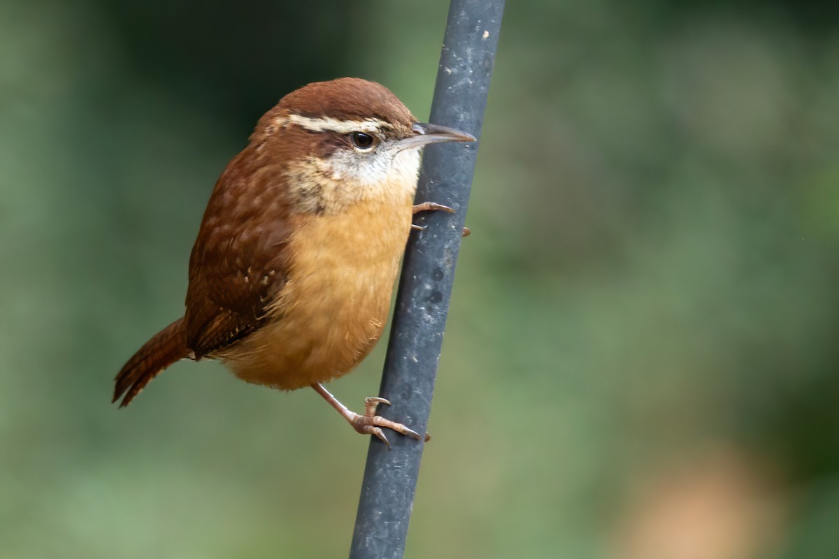 Carolina Wren - ML646654968