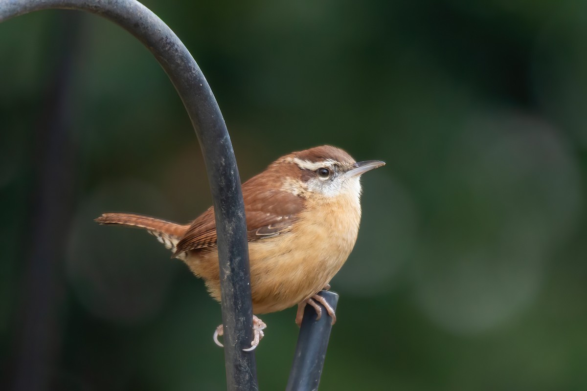Carolina Wren - ML646654969