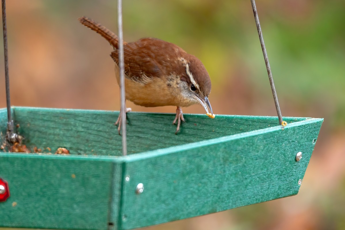 Carolina Wren - ML646654970