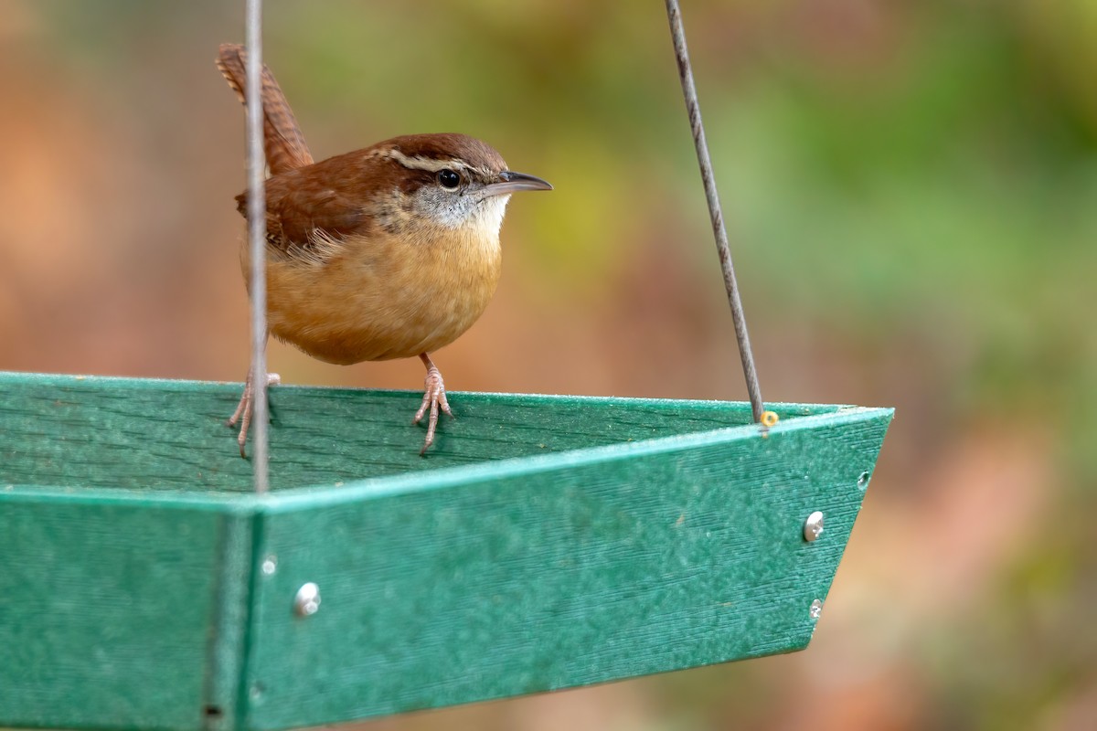 Carolina Wren - ML646654971