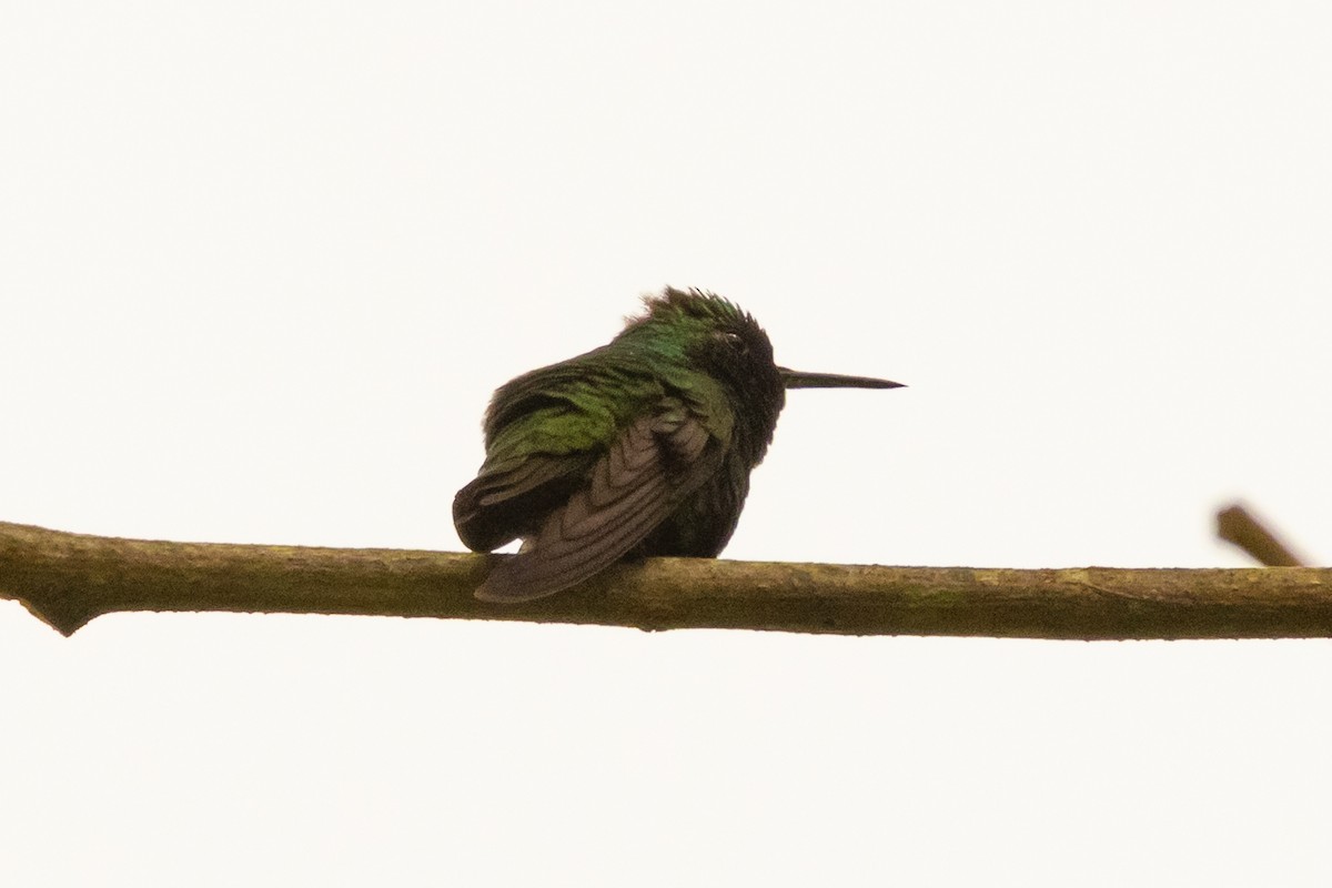 Bronzeschwanz-Smaragdkolibri - ML646654972