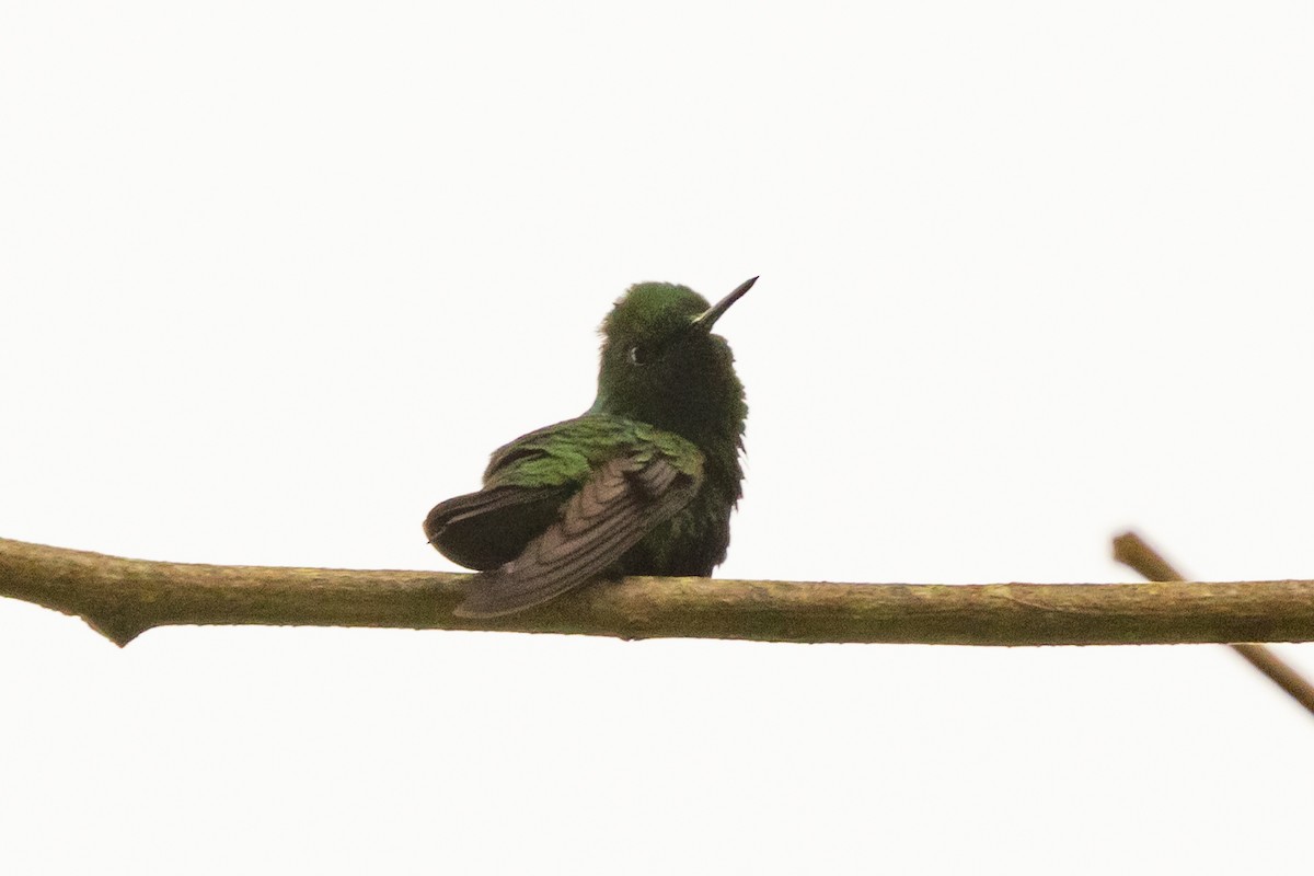 Bronzeschwanz-Smaragdkolibri - ML646654973