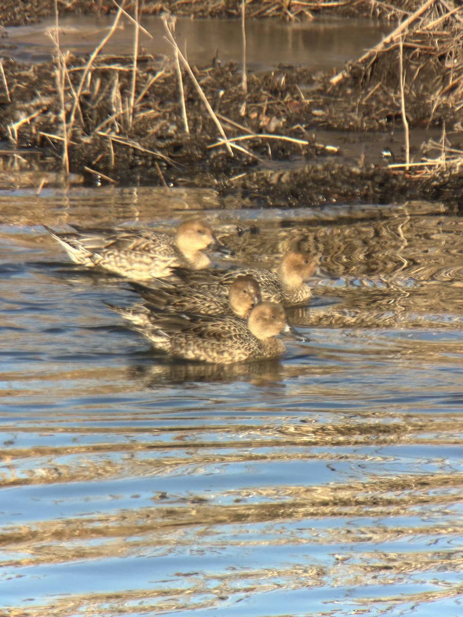 Northern Pintail - ML646654977
