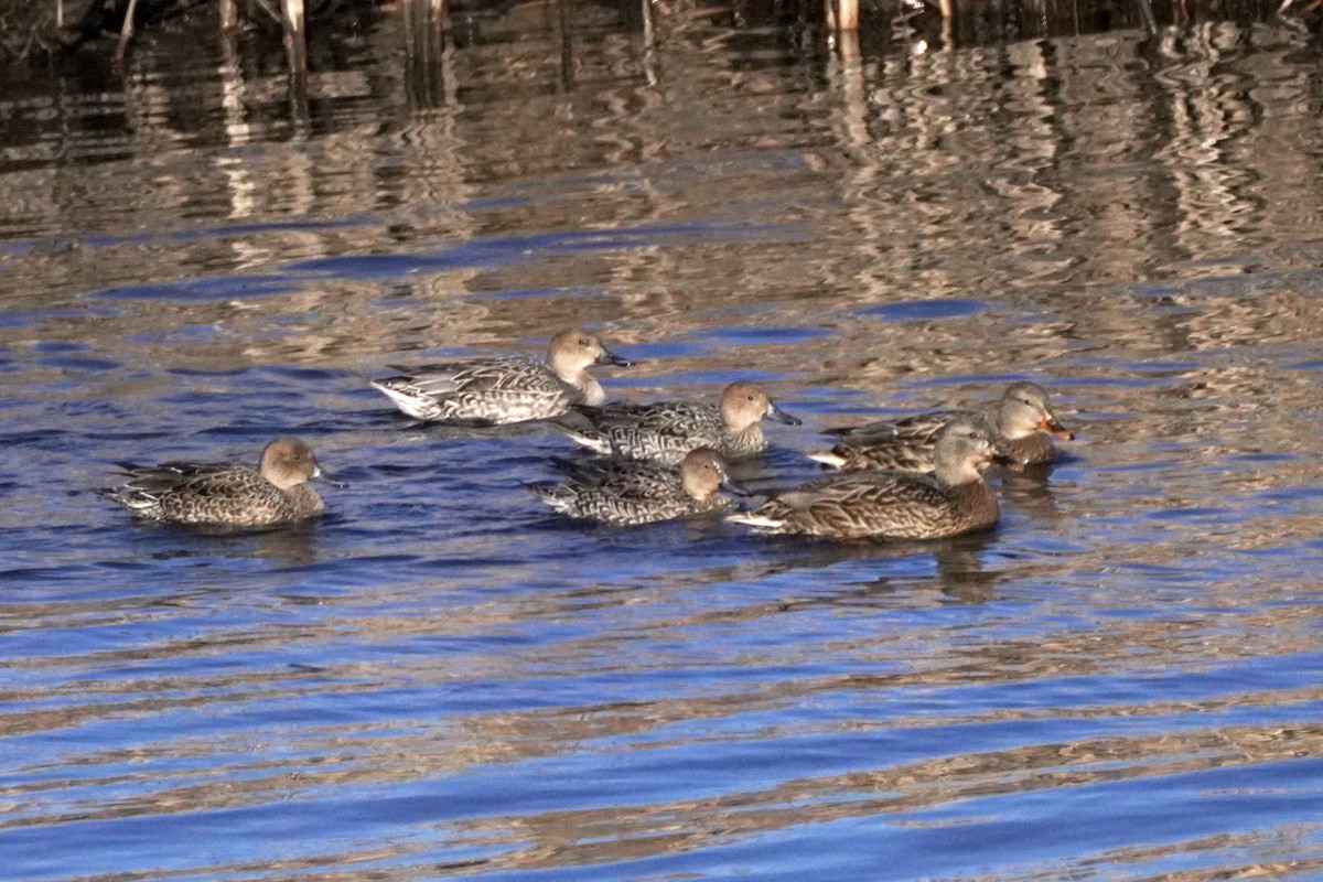Northern Pintail - ML646654978