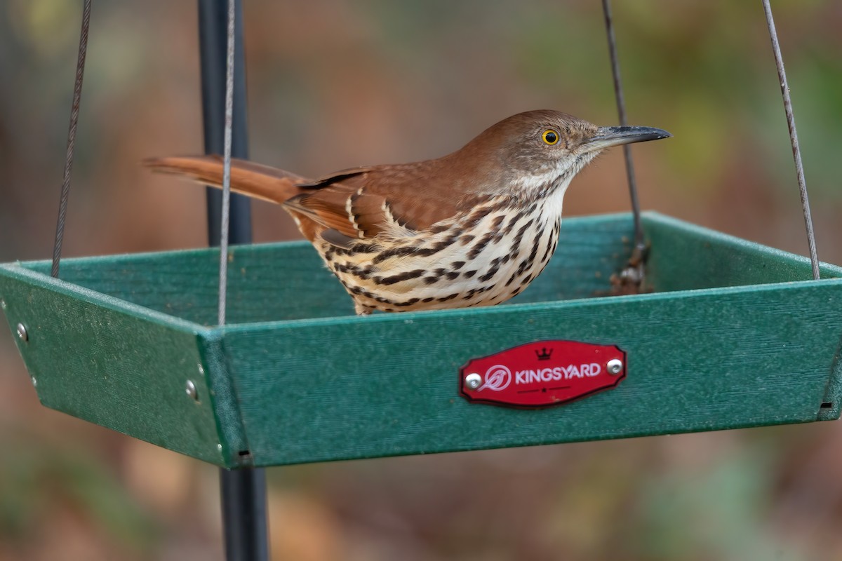 Brown Thrasher - ML646654980