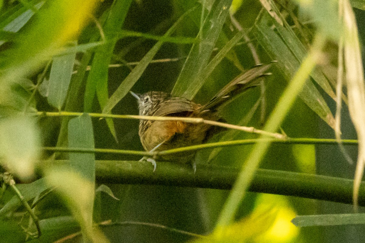 Santa-Marta-Ameisenfänger - ML646654981