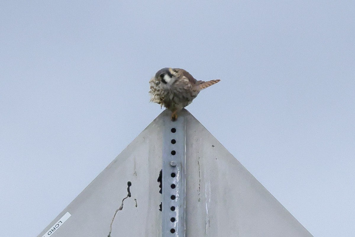 American Kestrel - ML646654982