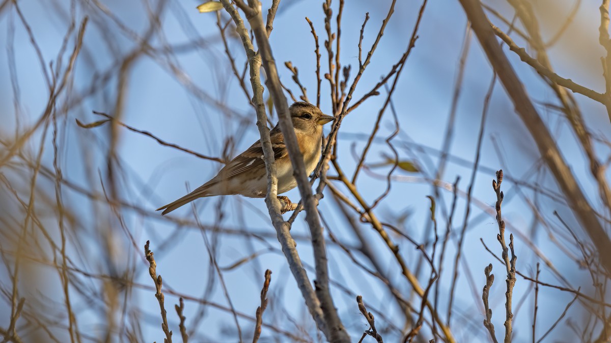 Brambling - ML646654983